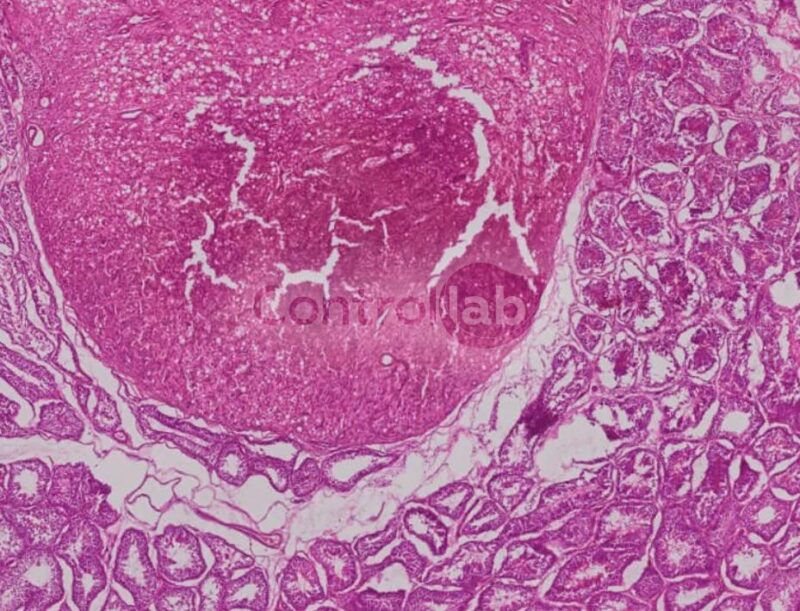 Anatomia patologica VET