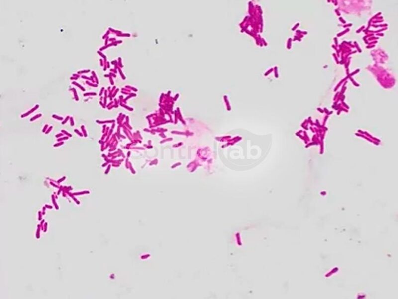 Bacterioscopia GRAM VET