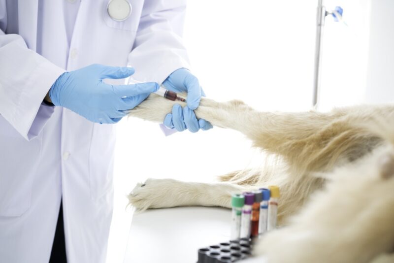 Veterinário coletando o sangue do cachorro.