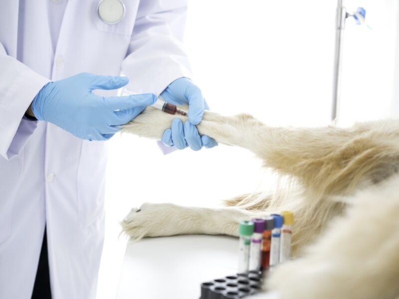 Veterinário coletando o sangue do cachorro.