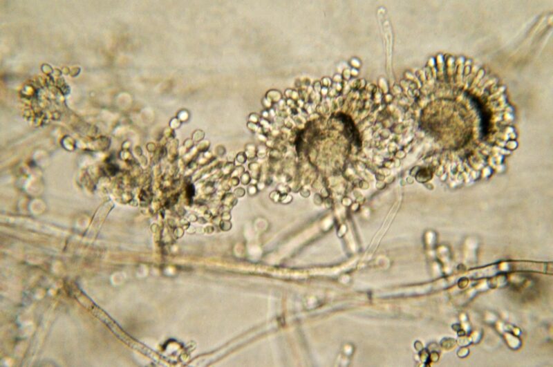 Micrografia de molde de pão Aspergillus