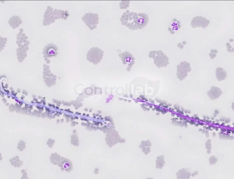 Hemoparasitologia VET