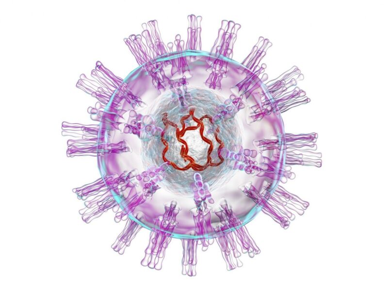 Estrutura do vírus herpes simplex