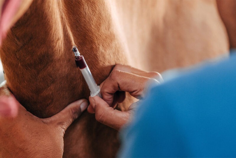 anemia infecciosa equina controllab