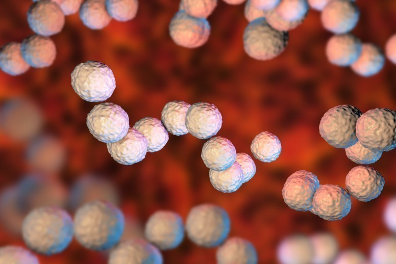 streptococcus pneumoniae